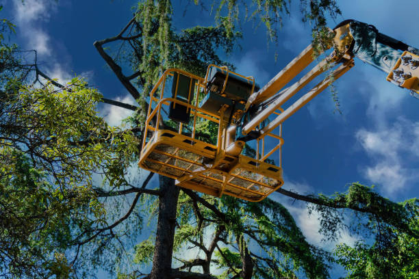 Reliable Green Bay, WI  Tree Services Solutions